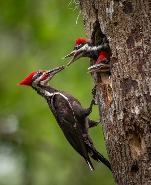 Pileated Woodpecker Portrait