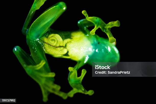 Raganella Di Vetro - Fotografie stock e altre immagini di Addome umano - Addome umano, Albero, Ambientazione esterna