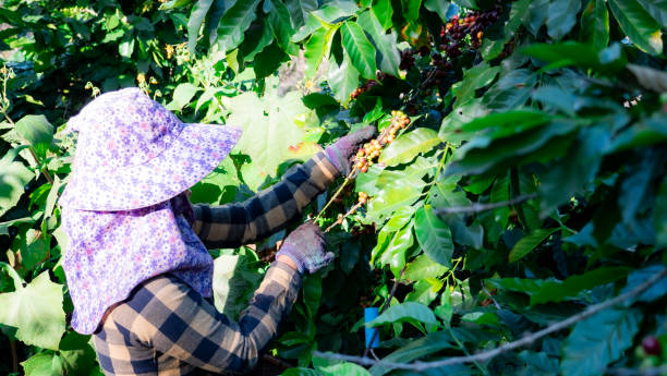 asia women farmer picking coffee in the plant - coffee crop farmer equality coffee bean imagens e fotografias de stock