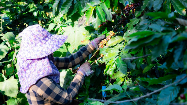 азия женщины фермер сбор кофе на заводе - coffee crop farmer equality coffee bean стоковые фото и изображения