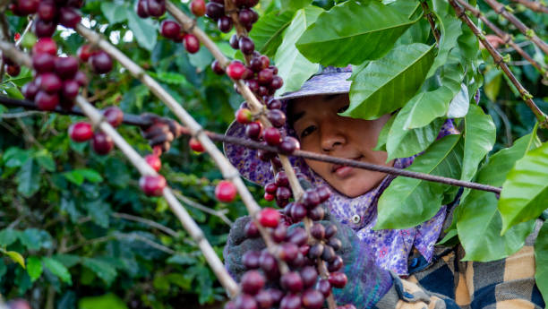식물에서 커피를 따기 아시아 여성 농부의 초상화 - coffee crop farmer equality coffee bean 뉴스 사진 이미지
