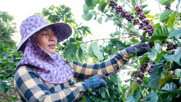 식물에서 커피를 따기 아시아 여성 농부의 초상화 - coffee crop farmer equality coffee bean 뉴스 사진 이미지