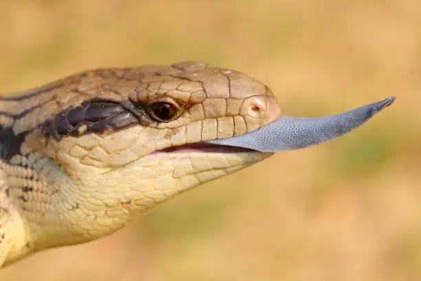 Eastern Blue-tongue Lizard flicking tongue