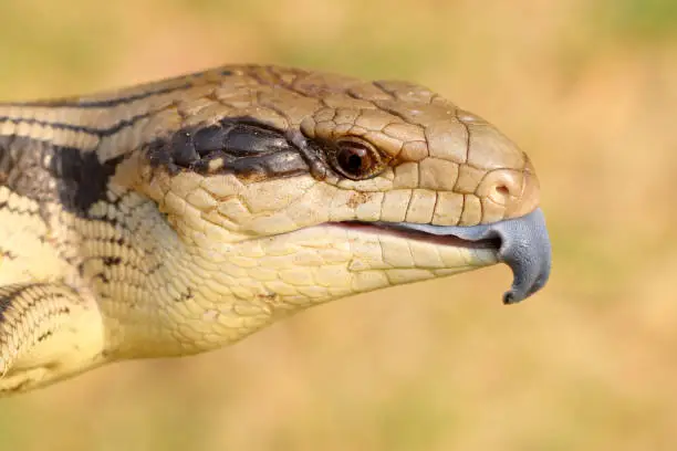 Eastern Blue-tongue Lizard flicking tongue