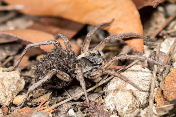 istock Wolf spider carrying  baby spiders 1197389246