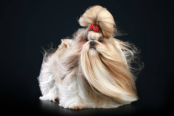 istock Shih tzu dog, glamour studio-shooting 119738949