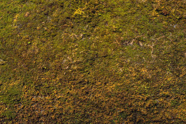 istock The old cliff overgrown with yellow-green moss 1197390194