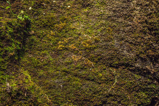 The old cliff overgrown with yellow-green moss.