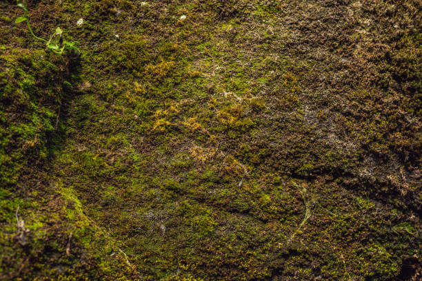 The old cliff overgrown with yellow-green moss stock photo