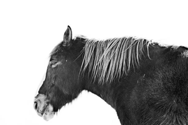 istock Horse head in black and white with white background 1197390371