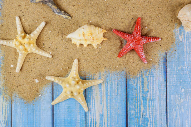 istock Summer holiday seashells frame on wooden board 1197393515