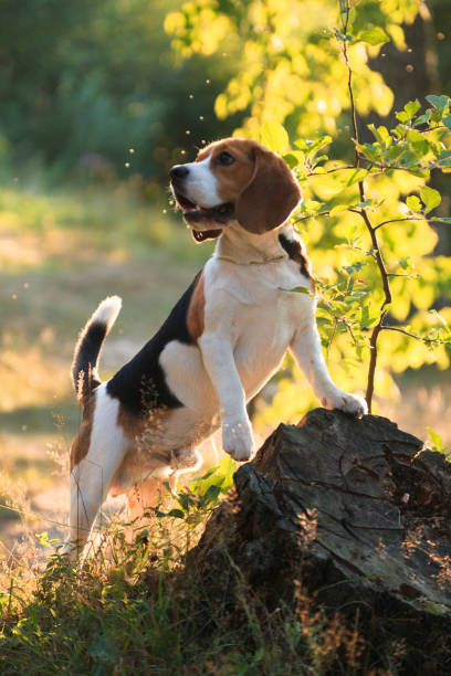 istock Beagle dog stands on a forest 1197394143