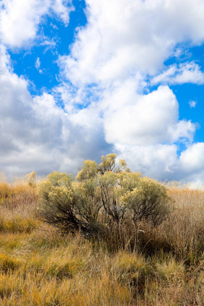 istock Wild plant at Pecos National Park 1197394265