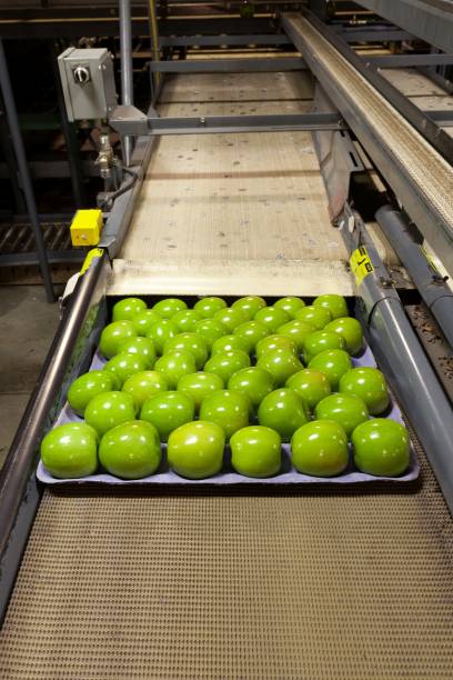 istock Granny Smith apples on a packing tray on a conveyor belt in a fruit packaging warehouse 1197396330