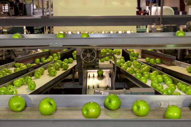 istock Granny Smith apples on a conveyor belt line in a fruit packing warehouse 1197396489
