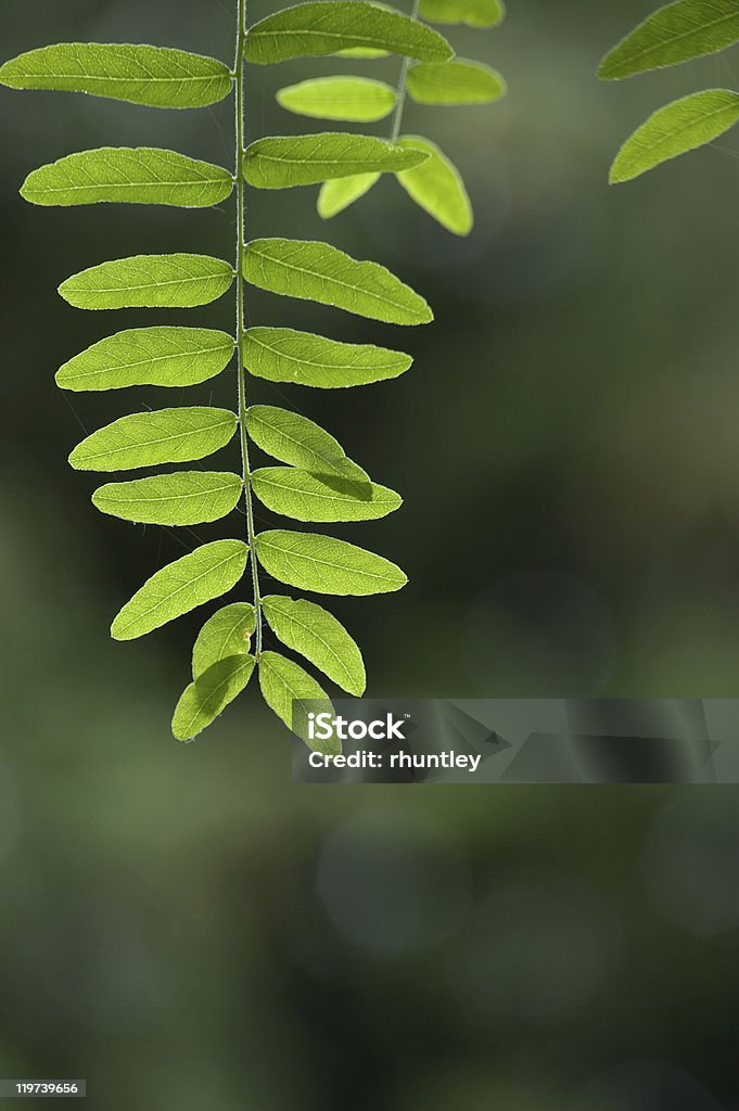 Honey Locust feuilles - Photo de Prosopis libre de droits