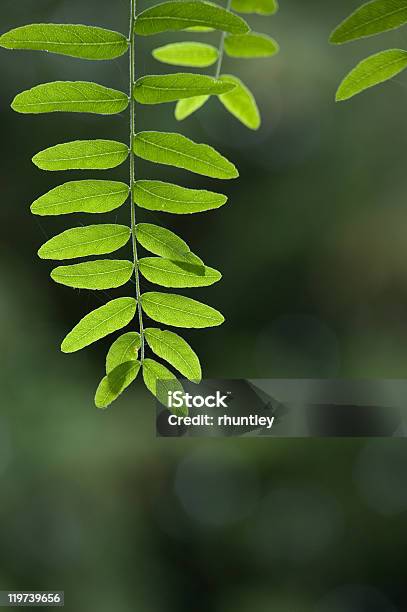 Photo libre de droit de Honey Locust Feuilles banque d'images et plus d'images libres de droit de Prosopis - Prosopis, Arbre, Branche - Partie d'une plante