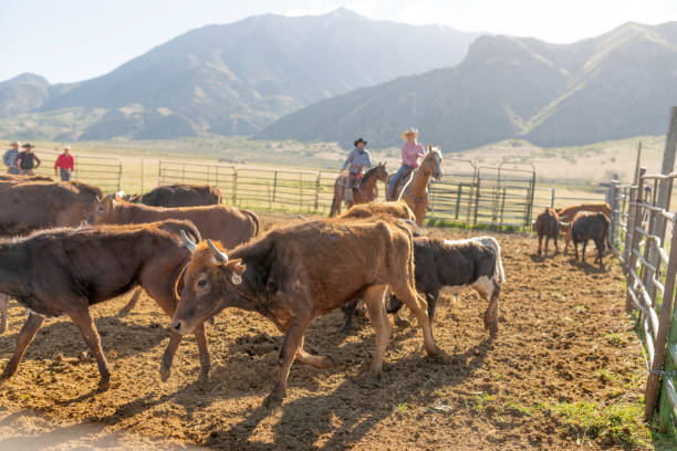 istock Roping cattle for branding in Utah - USA 1197397158