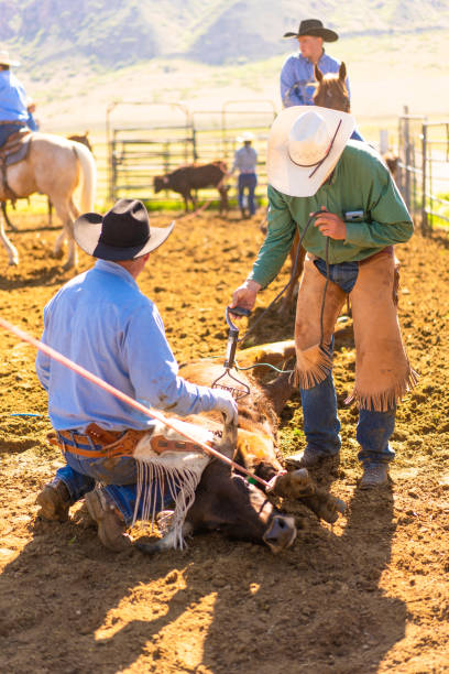istock Cattle branding in Utah - USA 1197397874