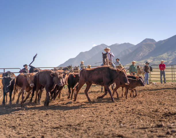 istock Roping cattle for branding in Utah - USA 1197397888