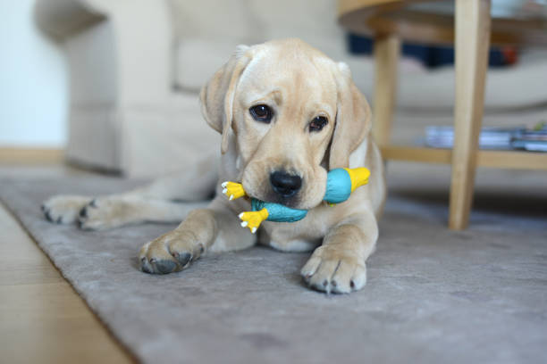 istock Labrador retriever playing with his toy on the floor 1197397931
