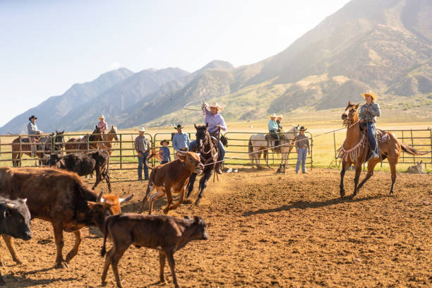 istock Roping cattle for branding in Utah - USA 1197397960