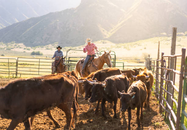 istock Roping cattle for branding in Utah - USA 1197397990