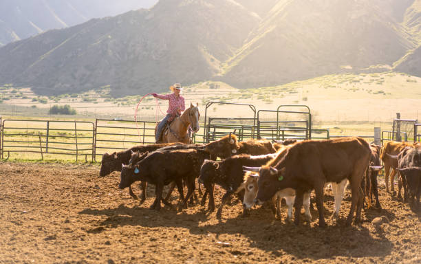 istock Roping cattle for branding in Utah - USA 1197398018