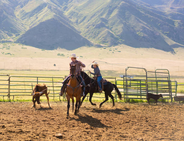 istock Roping cattle for branding in Utah - USA 1197398162