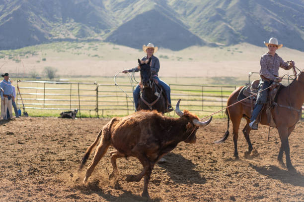 istock Roping cattle for branding in Utah - USA 1197398702