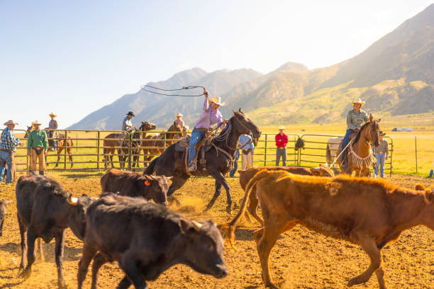 istock Roping cattle for branding in Utah - USA 1197398734