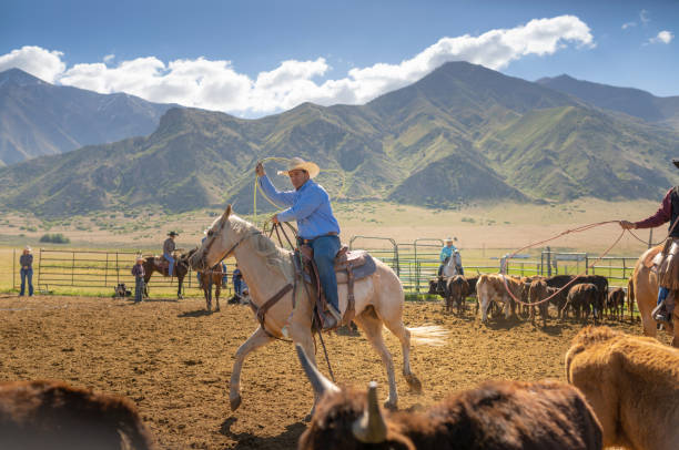 istock Roping cattle for branding in Utah - USA 1197398788