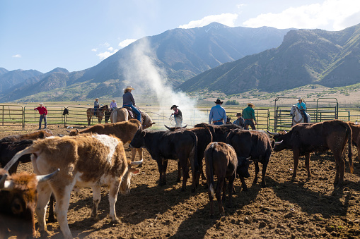 Cattle branding in Utah - USA