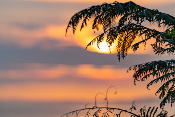 Fern fronds in selective focus and silhouette at sunrise from slopes Mount Maunganui eastward view.