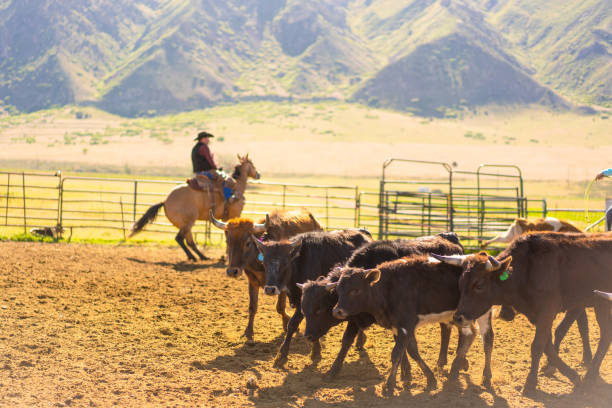 istock Roping cattle for branding in Utah - USA 1197398856