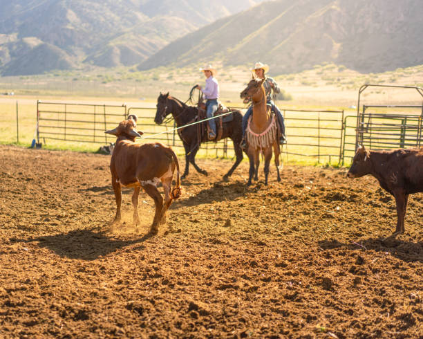 istock Roping cattle for branding in Utah - USA 1197398928