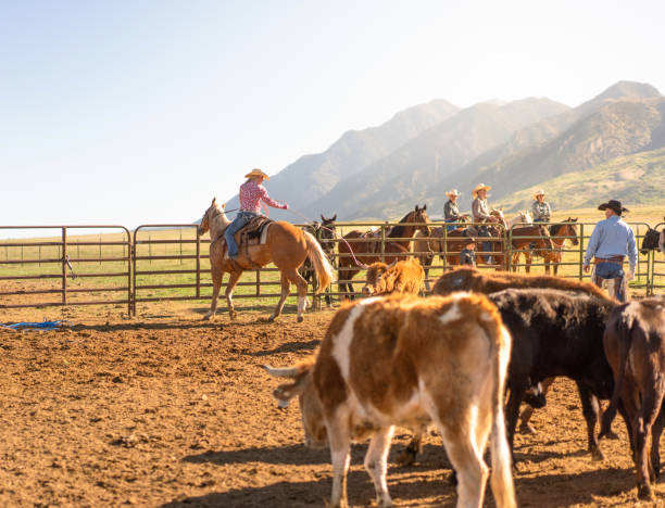 istock Roping cattle for branding in Utah - USA 1197398939