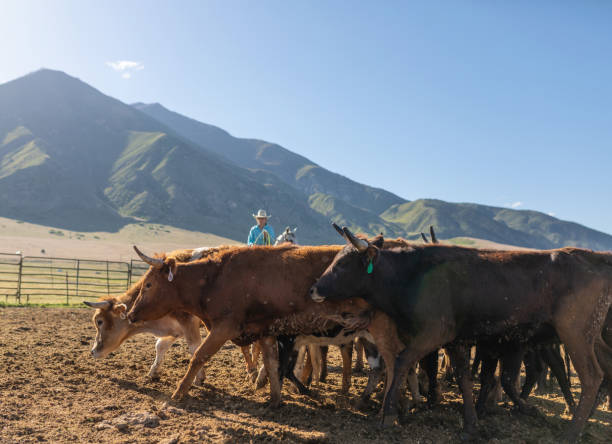 istock Roping cattle for branding in Utah - USA 1197398950