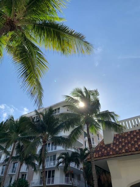 istock Palm Trees in Palm Beach, Florida 1197404532