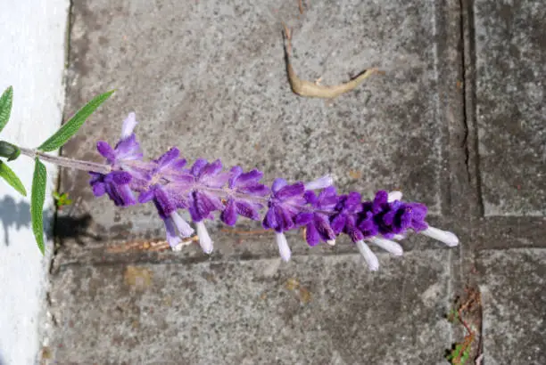 Photo of Salvia leucantha, a plant native to medicinal and abortive Mexico, its woolly flowers special feature, in Guatemala it has ornamental uses.