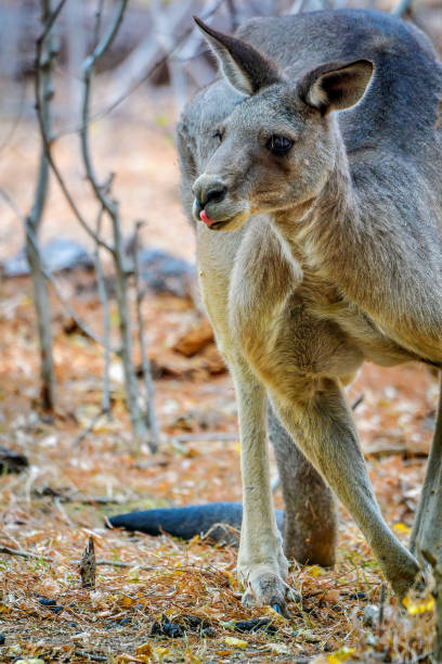 istock Grey Kangaroo in the bushland 1197404664