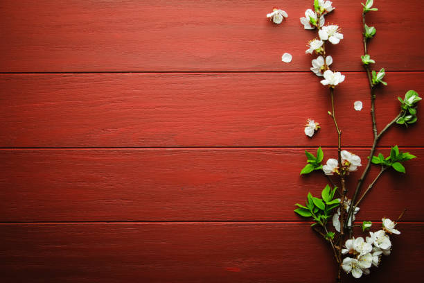 Red wooden background with flowering white apricot branches