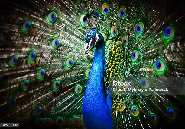 Beautiful Peacock Stock Photo - Download Image Now - Peacock, Animal, Animal Body Part