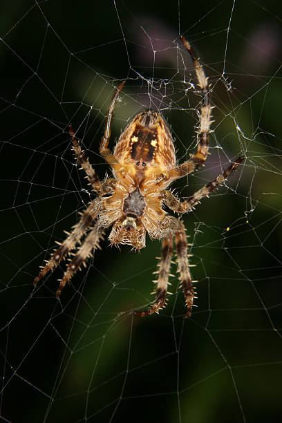istock European garden spider (Araneus diadematus) 119740818