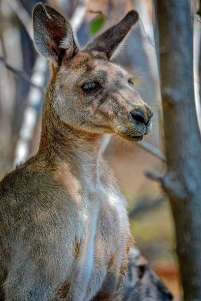 istock Grey Kangaroo in the bushland 1197408323
