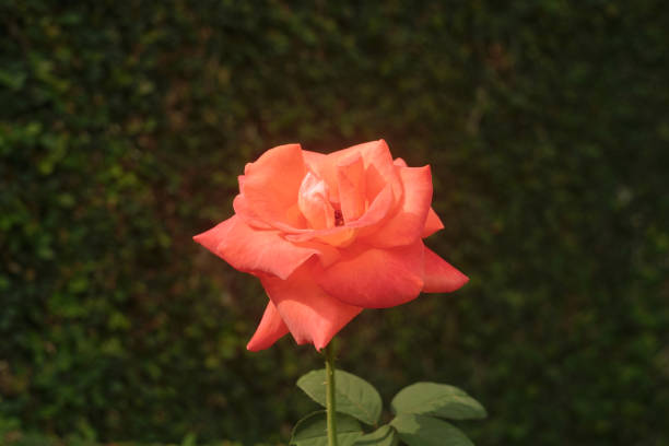 bright orange rose blooming in the garden