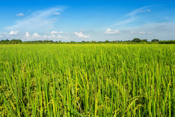 istock Beautiful green cornfield with fluffy clouds sky background. 1197411272