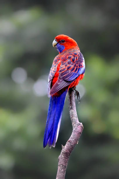 Crimson Rosella  (Platycercus elegans) perched on a branch