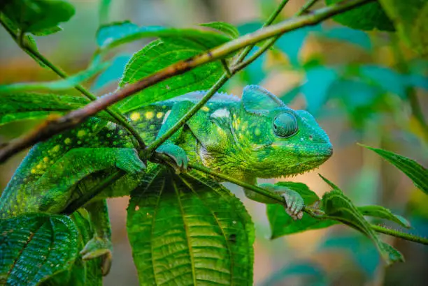 Close Up of Malagasy Giant Chameleon in Madagascar