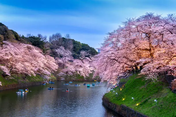 Photo of Cherry blossoms at Chidorigafuchi park in Tokyo, Japan.